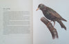 Birds of Field and Forest | E. Demartini