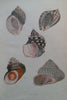 Beautiful Shells: Their Nature, Structure, and Uses (First Edition, 1855, with Hand-Coloured Plates) | H. G. Adams