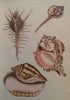 Beautiful Shells: Their Nature, Structure, and Uses (First Edition, 1855, with Hand-Coloured Plates) | H. G. Adams