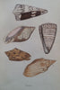 Beautiful Shells: Their Nature, Structure, and Uses (First Edition, 1855, with Hand-Coloured Plates) | H. G. Adams