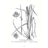 Bookdealers:Common Weeds in South Africa/Algemene Onkruide in Suid-Afrika | Mayda Henderson & Johan G. Anderson