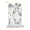 Bookdealers:Flora of Southern Africa (Vol. 16, Parts 1 & 2) | J. H. Ross (Ed.)
