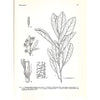 Bookdealers:Flora of Southern Africa (Vol. 22) | J. H. Ross (Ed.)