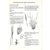 Bookdealers:Key to the Most Important Veld Grasses of the Western Transvaal and Northern Free State | C. S. Dannhauser