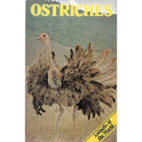 Ostriches | Anthony Wooton