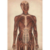 Bookdealers:Philips' Anatomical Model: A Pictorial Representations of the Human Frame and its Organs | William S. Furneaux