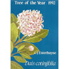 Bookdealers:Tree of the Year 1992: Dias cotinifolia | C. J. Esterhuyse
