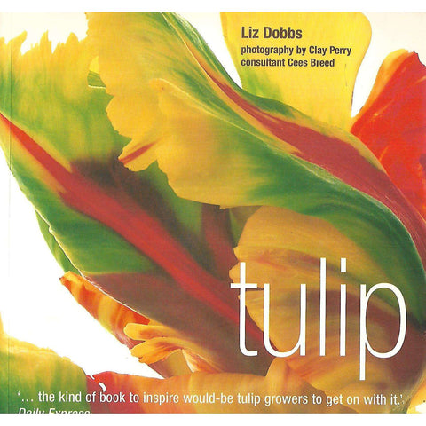 Tulip | Liz Dobbs