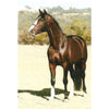 Bookdealers:Warmblood Stallions of Southern Africa | Lynda Rabie